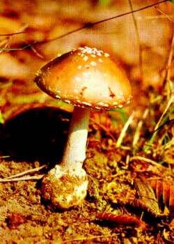 parducgaloca
