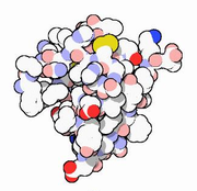 Insulinmolekula