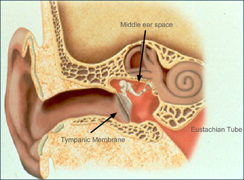középfül_middleear