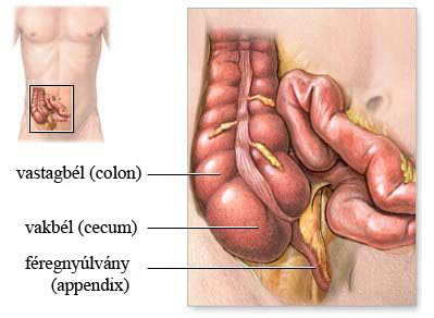 anatomia_1