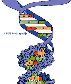 dns-hélix