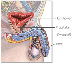 A prosztata 