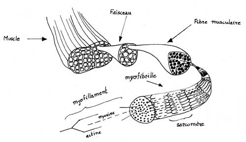 fibre_musculaire